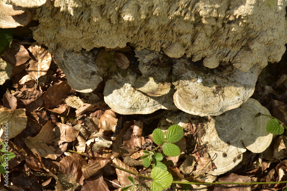 Champignons plats poussant sur une souche en décomposition à la forêt de Soignes à l'est de Bruxelles Champignons plats poussant sur une souche en décomposition à la forêt de Soignes à l'est de Bruxelles