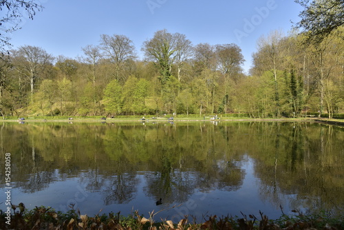 Reflet de la nature de la forêt de Soignes sous un ciel bleu au printemps dans l'étang du Moulin près de l'abbaye du Rouge-Cloître 