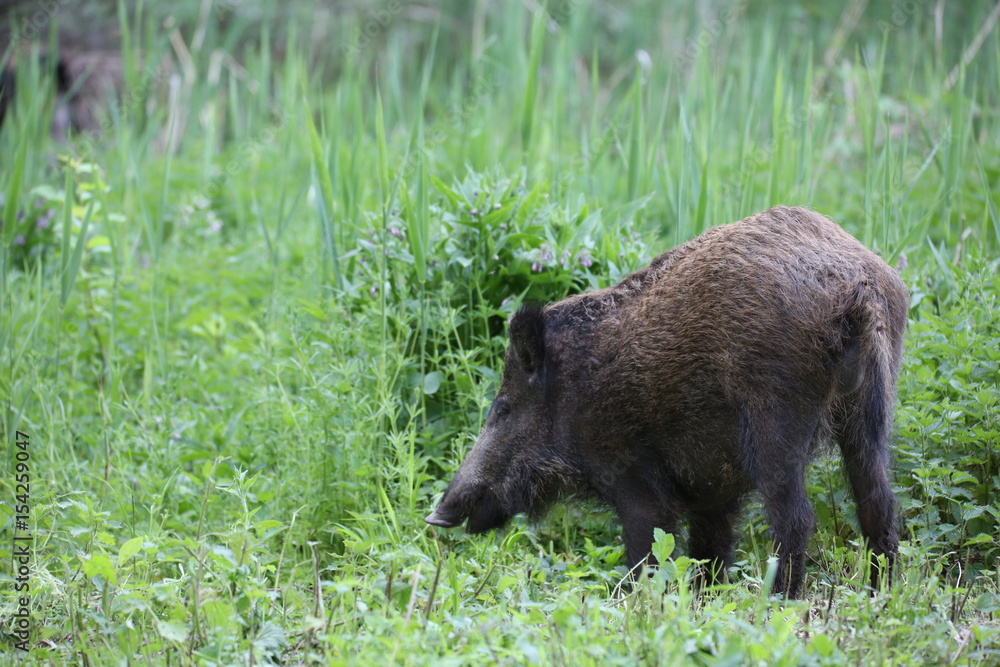 Wild boar - Sus scrofa. Wilderness. Walking in nature still life, marsh. Dense forest trees, reeds and grass, wild landscape. The natural scenery of Slovakia, Europe. Wildlife. Wild boar - Sus scrofa. Wilderness. Walking in nature still life, marsh. Dense forest trees, reeds and grass, wild landscape. The natural scenery of Slovakia, Europe. Wildlife.