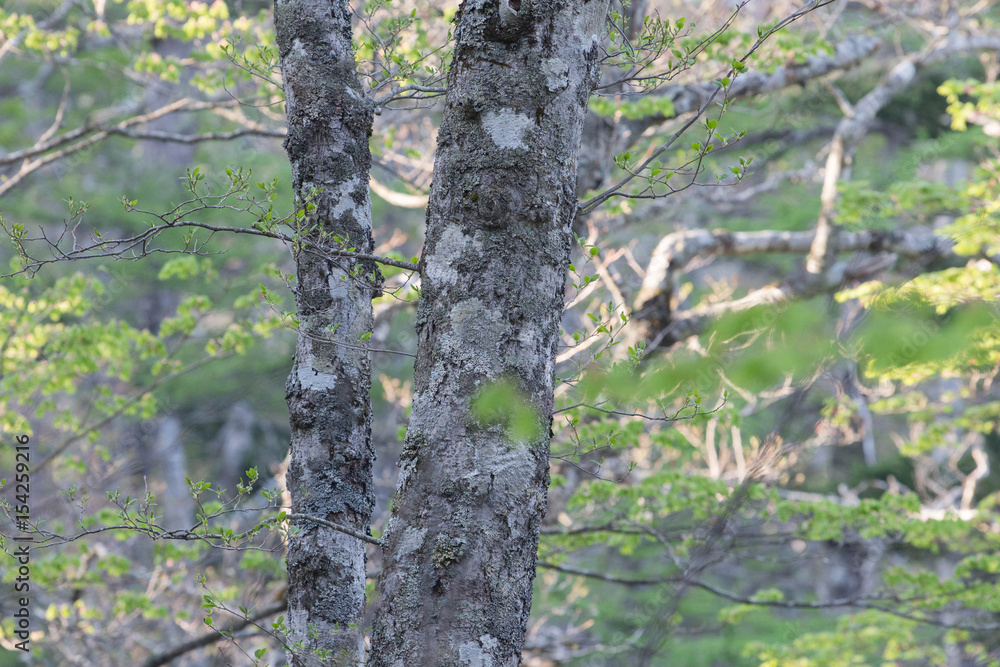 Obraz premium Jukai Mt.fuji