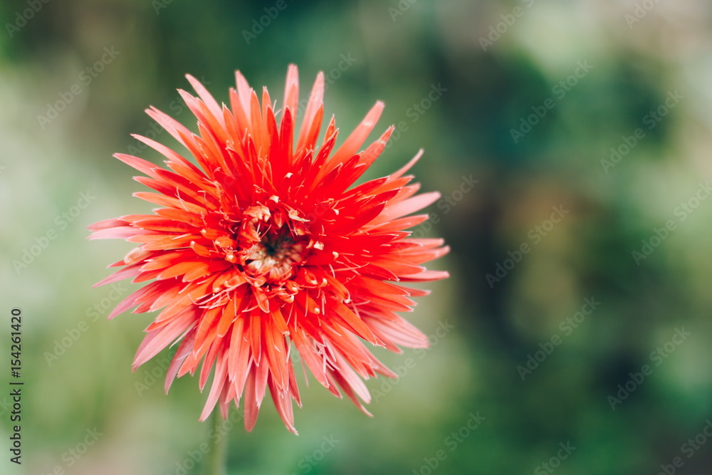 Closeup of red gerbera flower in garden Closeup of red gerbera flower in garden