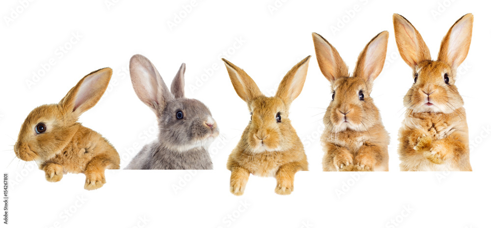 Fototapeta premium Zestaw zerkających królików
