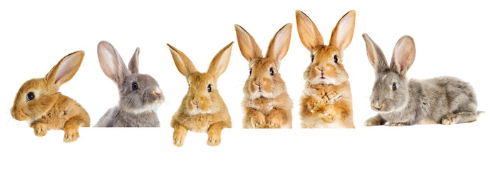 A set of rabbits peeking