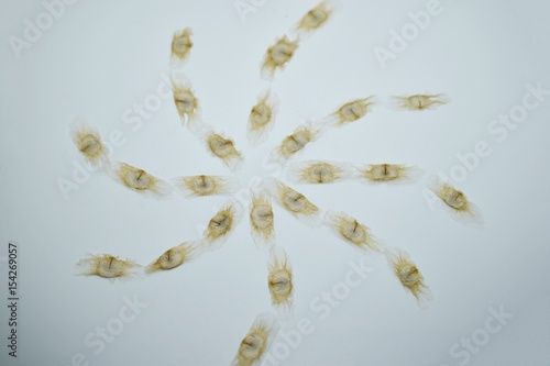 paddle symbol made from cork seeds