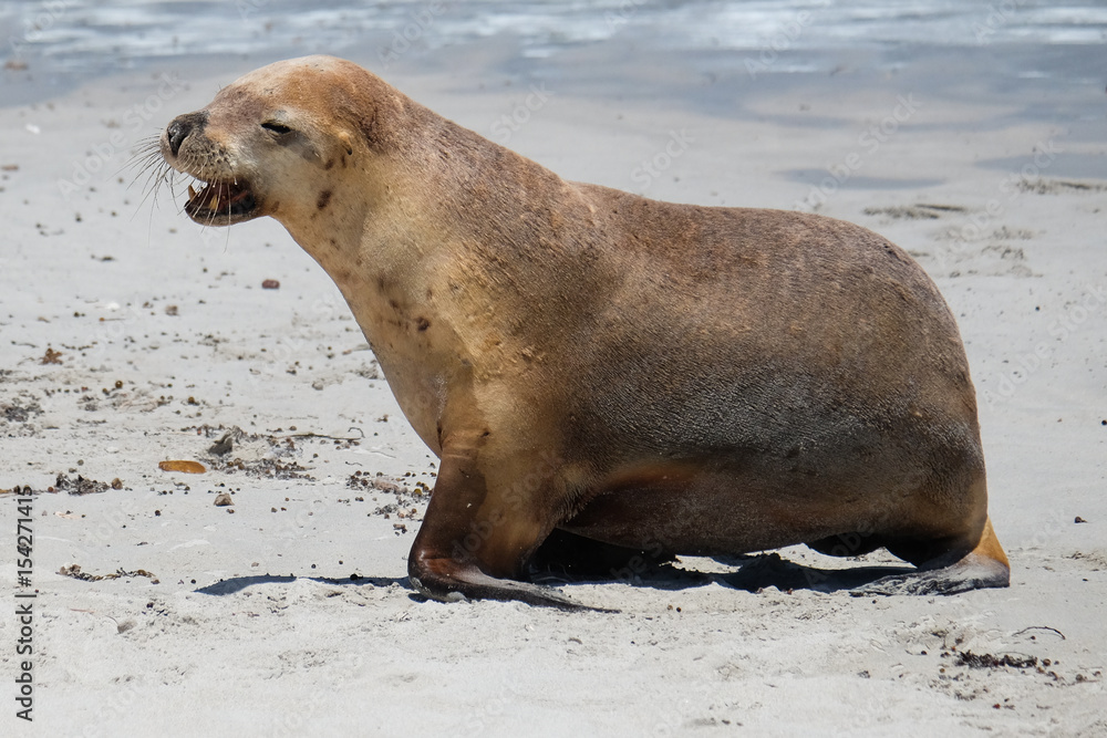 Fototapeta premium Sea lions on the beach at kangaroo island