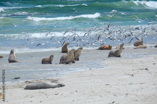 Sea lions on the beach at kangaroo island