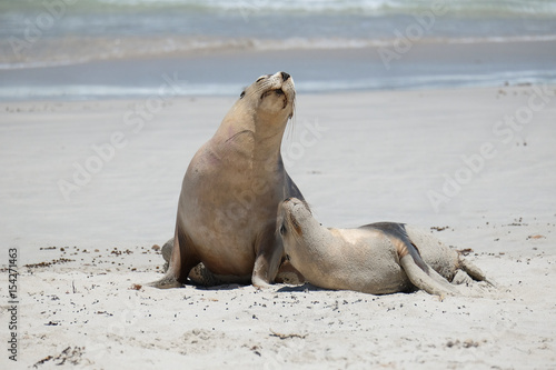 Sea lions on the beach at kangaroo island