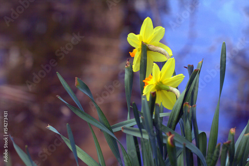Fototapeta Naklejka Na Ścianę i Meble -  Blooming narcissus flower in the greenhouse

