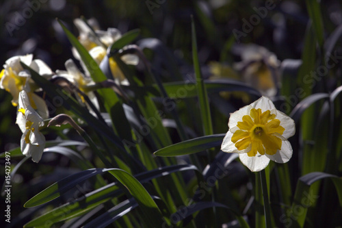 Fototapeta Naklejka Na Ścianę i Meble -  Blooming narcissus flower in the greenhouse

