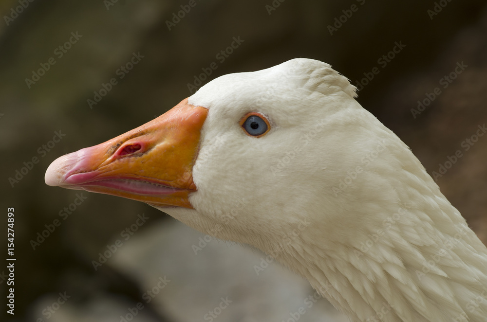 domestic goose