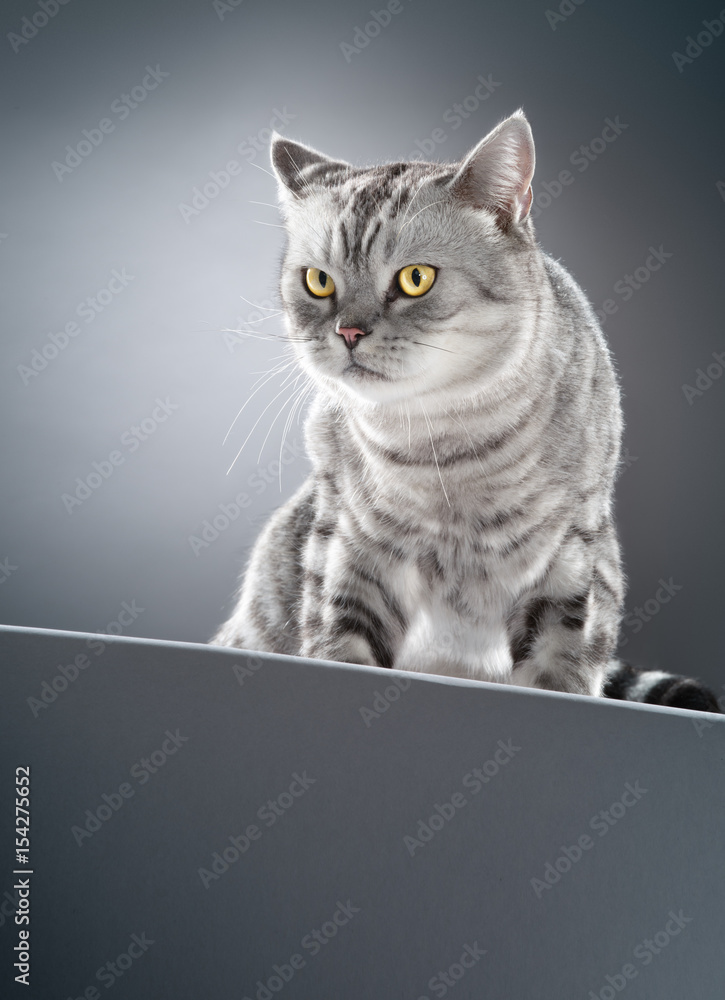 Close up view of nice black cat on blue back Close up view of nice black cat on blue back
