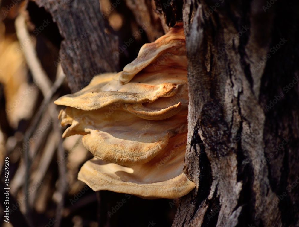 Fungus on tree bark in mid autumn Fungus on tree bark in mid autumn