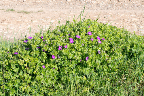 Fototapeta Naklejka Na Ścianę i Meble -  Géranium vivace sanguineum, violet, violettes, Bec de grue