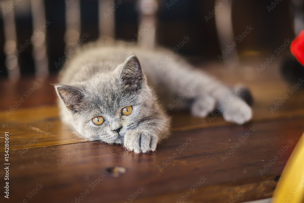 Cute Kitten, Russian Blue breed