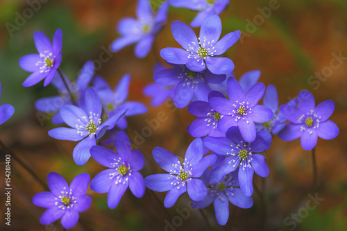 Spring forest blue flowers.