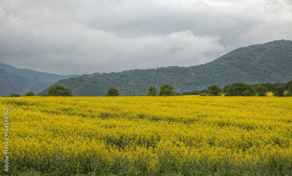 Rapeseed field