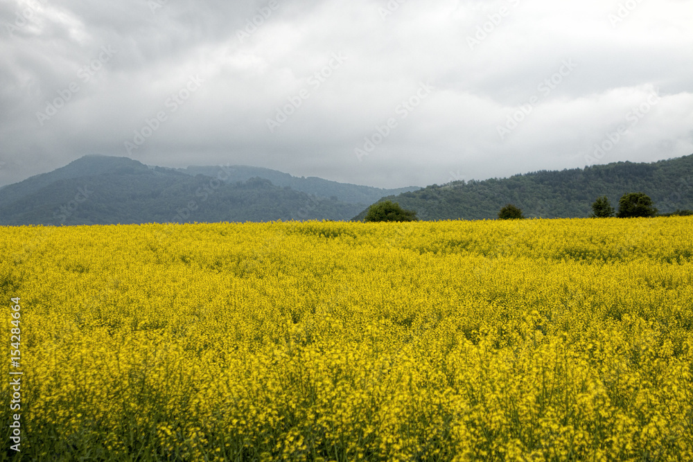 Rapeseed field