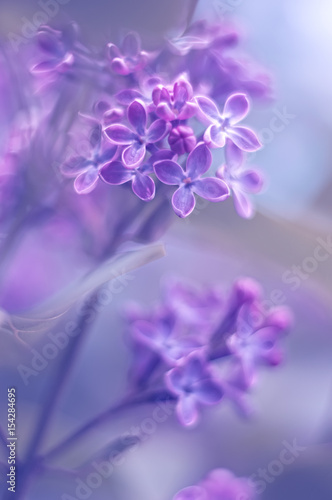 Spring background of spring lilac flowers