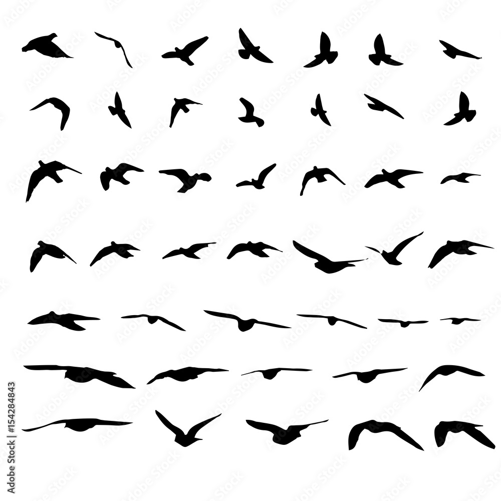 Flying birds and silhouettes on white background. Vector illustration. isolated bird flying.