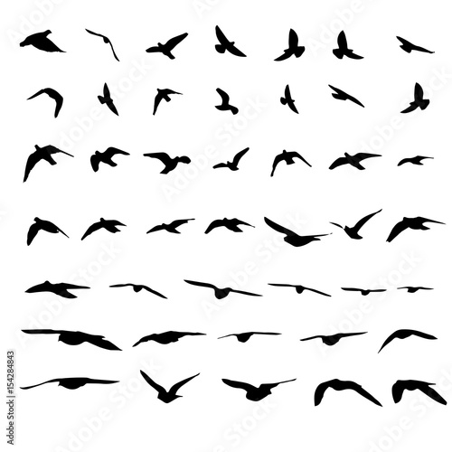 Flying birds and silhouettes on white background. Vector illustration. isolated bird flying. © SeemaLotion