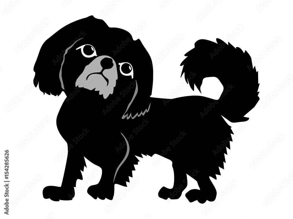 Pekingese Pekingese