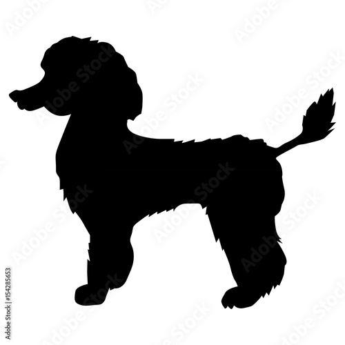 poodle