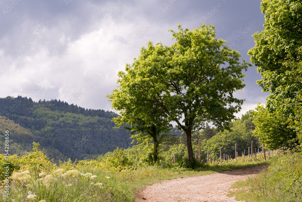 Deux chênes sur le Mont de Sigolsheim au printemps Deux chênes sur le Mont de Sigolsheim au printemps