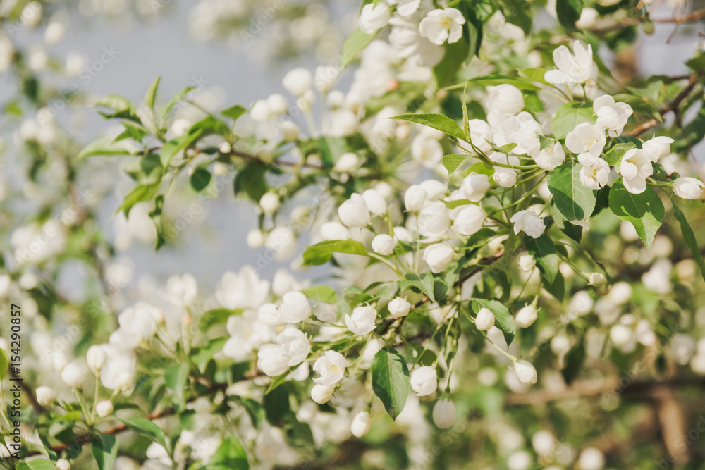 blossoming of an apple-tree. Apple-trees have blossomed. Flowers on a tree. blossoming of an apple-tree. Apple-trees have blossomed. Flowers on a tree.