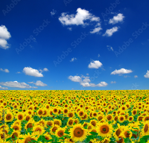 Fototapeta Naklejka Na Ścianę i Meble -  field of blooming sunflowers