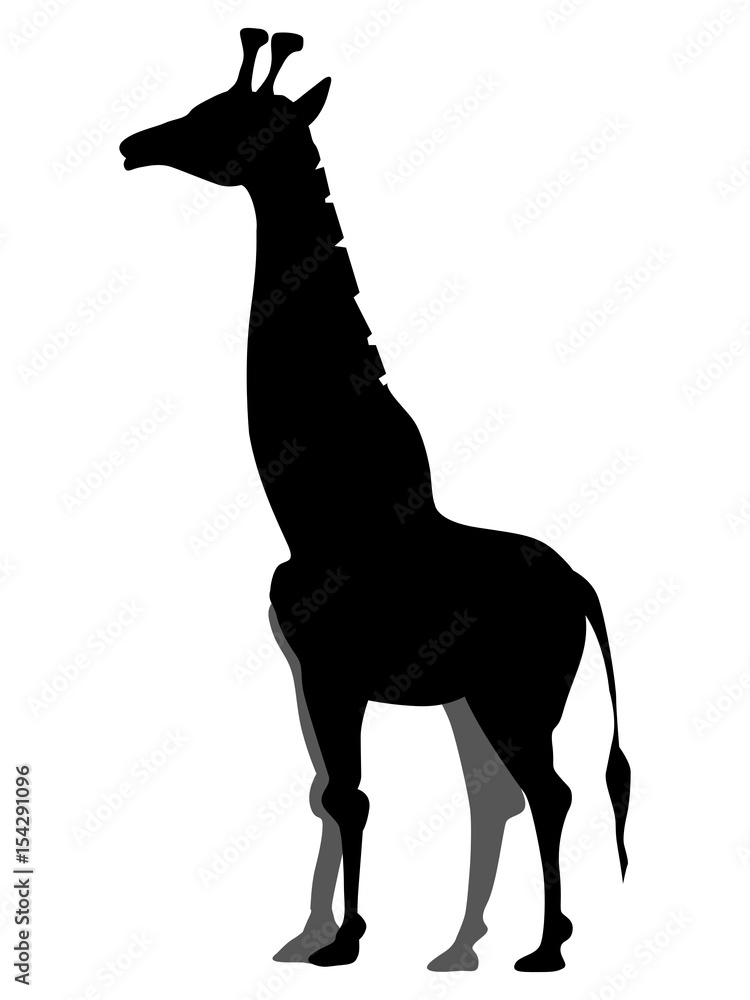 Fototapeta premium giraffe