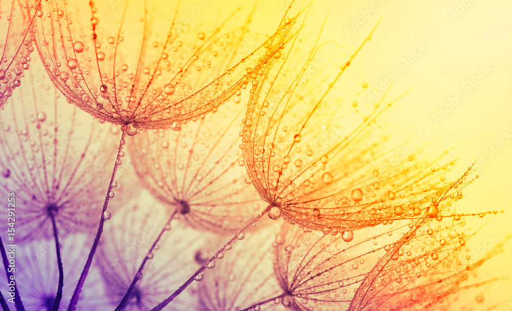 Fototapeta premium tło kwiat mniszka lekarskiego