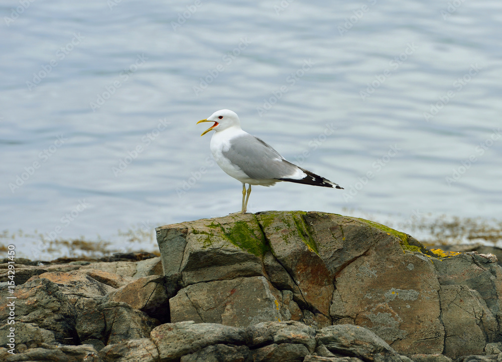 European herring gull (Larus argentatus). Tromso, Norway European herring gull (Larus argentatus). Tromso, Norway