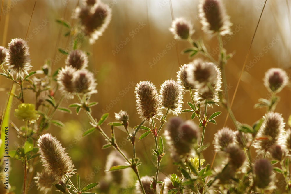 Obraz premium Summer flowering grass