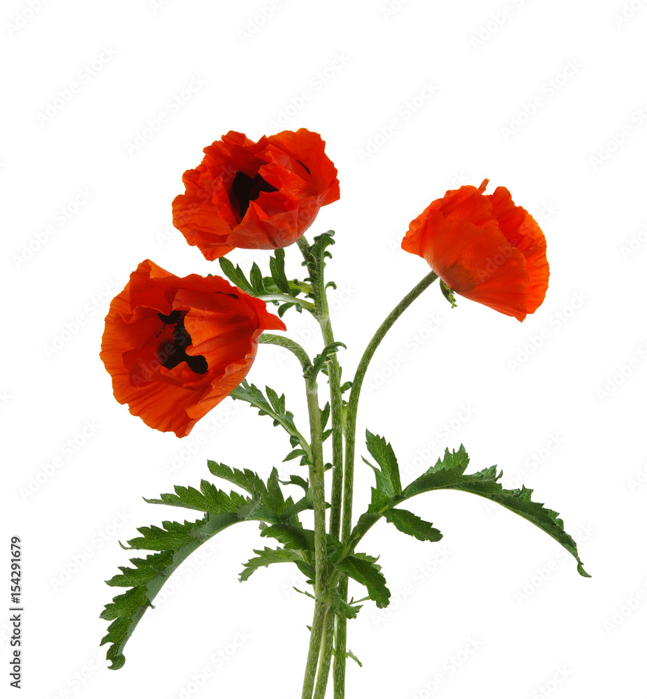 Obraz premium red poppy isolated on white