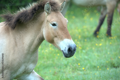 Przewalski-pferd © MEISTERFOTO