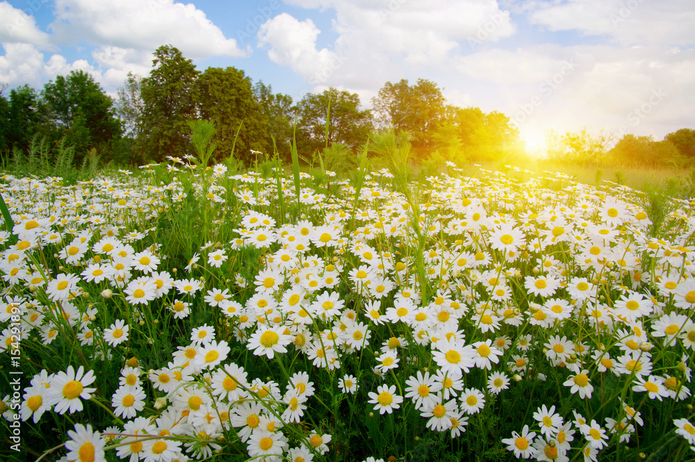 Fototapeta premium White camomiles on green field