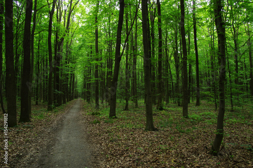 Fototapeta Naklejka Na Ścianę i Meble -  Trees in green forest