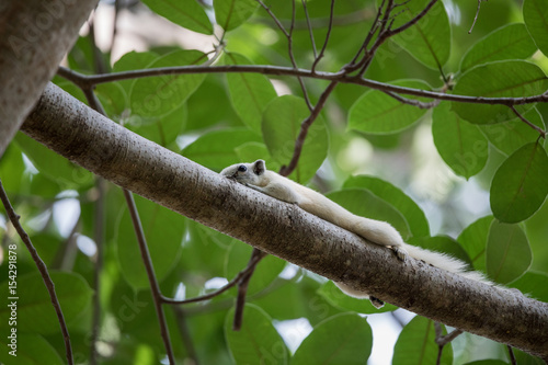 Squirrel  Relax On The Tree © Phannasit