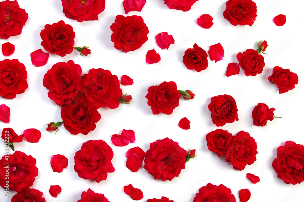 Red roses on white Red roses on white