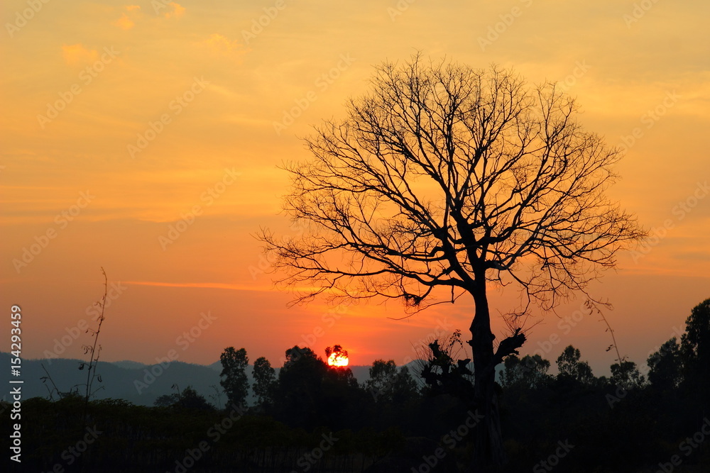 Sun light With dry trees,sky,sunset. Sun light With dry trees,sky,sunset.
