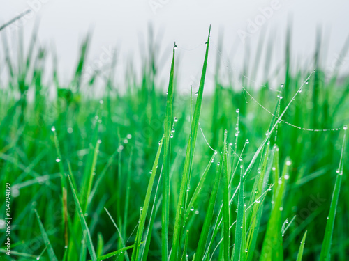 Beautiful in nature of dew on grass leaves, freshness and cool on foggy day in green field of winter.