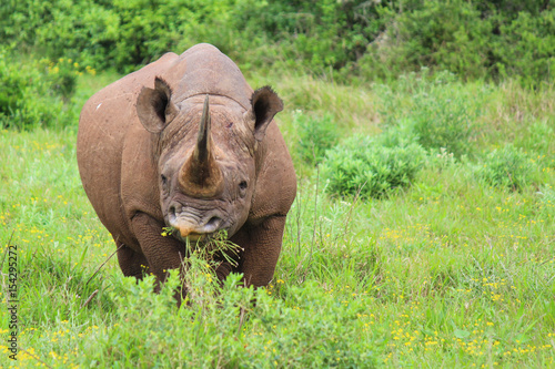Black Rhino at Addo Elephant National Park - South Africa