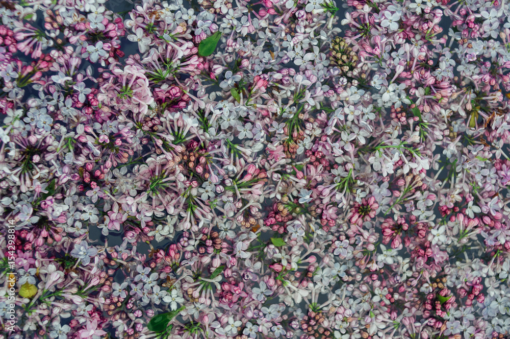 Multicolored lilac flowers lie in the water Multicolored lilac flowers lie in the water