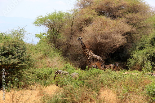 African wildlife  Tanzania  Ngorongoro Conservation Area