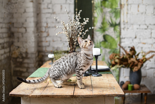 Cute savanna kitten in silver color on a vintage table