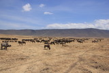 African wildlife, Tanzania, Ngorongoro Conservation Area