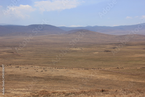 African wildlife  Tanzania  Ngorongoro Conservation Area