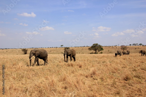 African wildlife  Tanzania  Ngorongoro Conservation Area