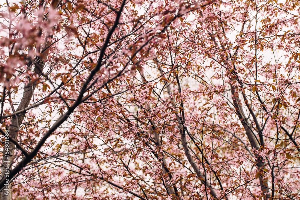 Beautiful flowers of cherry or sakura blossom on central park of New York. Spring time pink concept for fresh design Beautiful flowers of cherry or sakura blossom on central park of New York. Spring time pink concept for fresh design