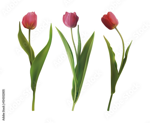 Set tulip flowers